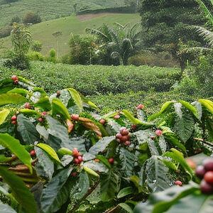 Panama