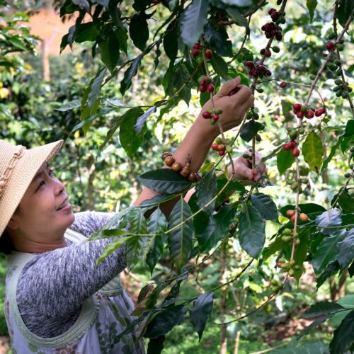 Rwanda Arabica Bourbon