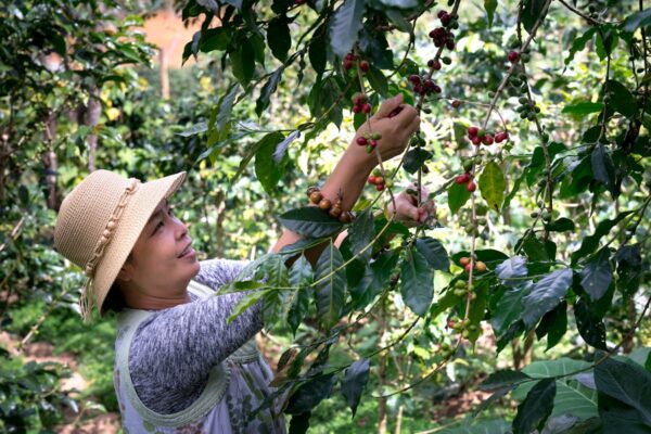 Rwanda Arabica Bourbon