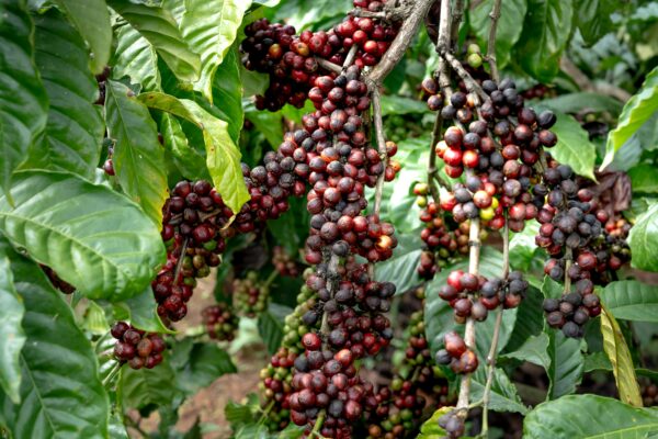 Ethiopia Jimma