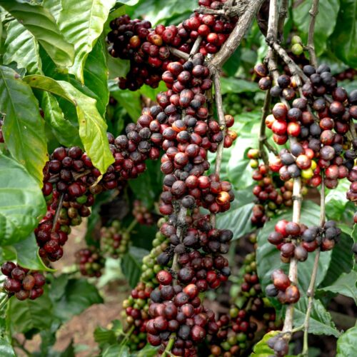 Brazil Natural Arabica – Microlot