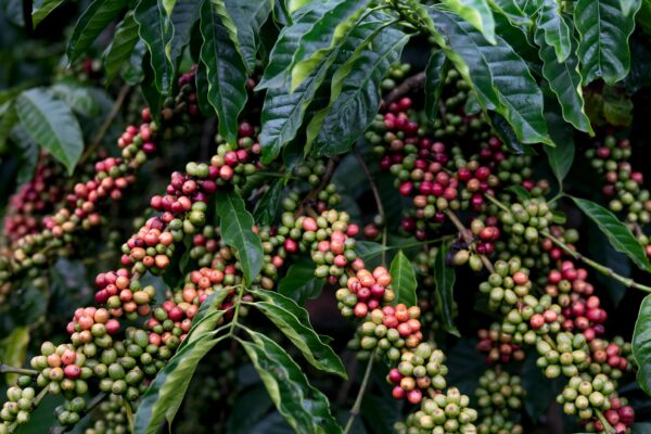 Rwanda Arabica Bourbon Natural Specialty Coffee