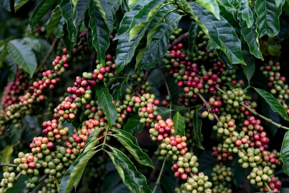 Rwanda Arabica Bourbon Natural Specialty Coffee