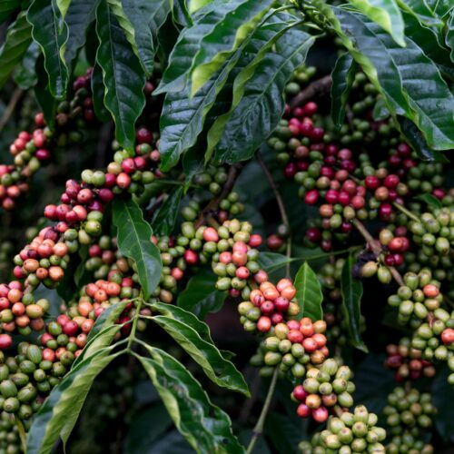 Rwanda Arabica Bourbon Natural Specialty Coffee