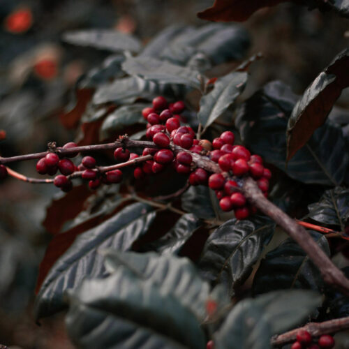 Rwanda Arabica Bourbon Honey Specialty Coffee