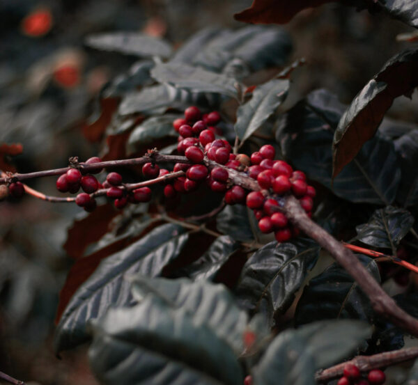 Rwanda Arabica Bourbon Honey Specialty Coffee