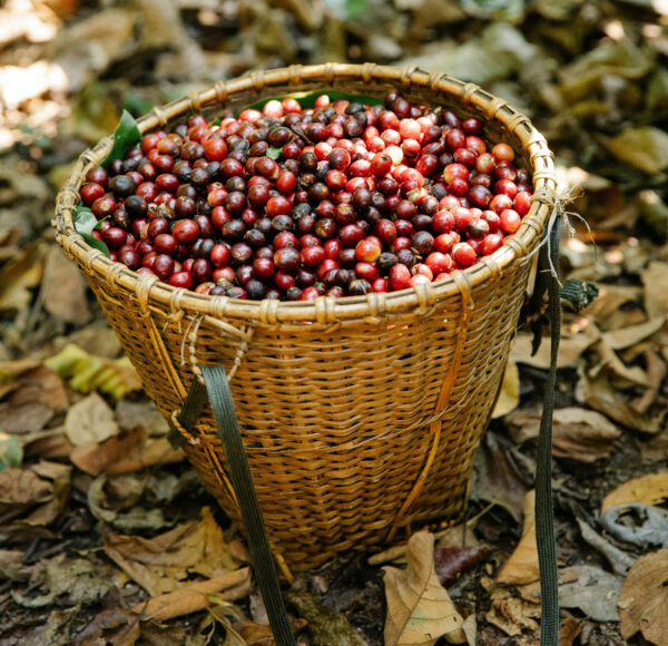 Colombia Single Estate Blend Arabica