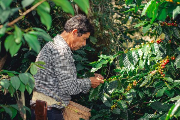 Colombia Excelso Arabica