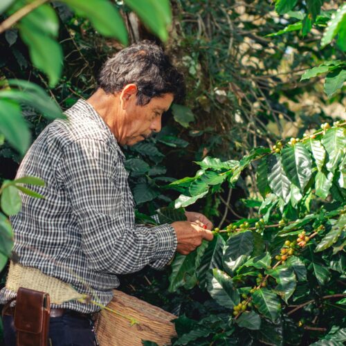 Colombia Excelso Arabica