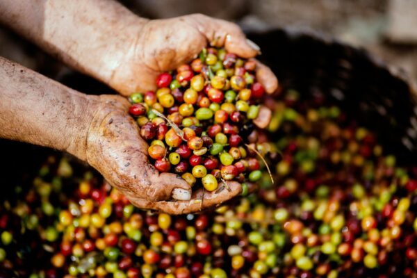 Colombia Montegrato Arabica