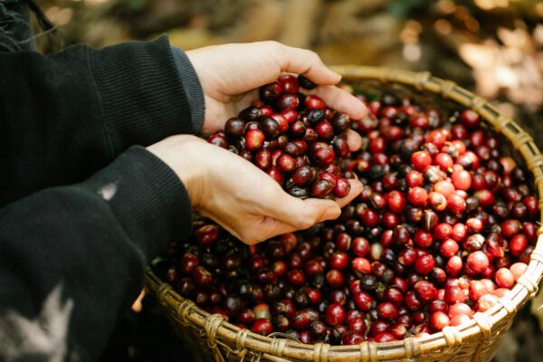 Colombia Ambar Arabica