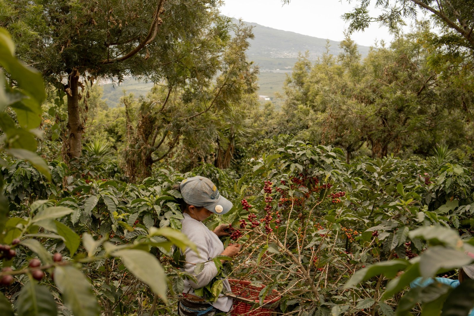 Coffee sourcing and green coffee offerings visual for Lhute current offerings page