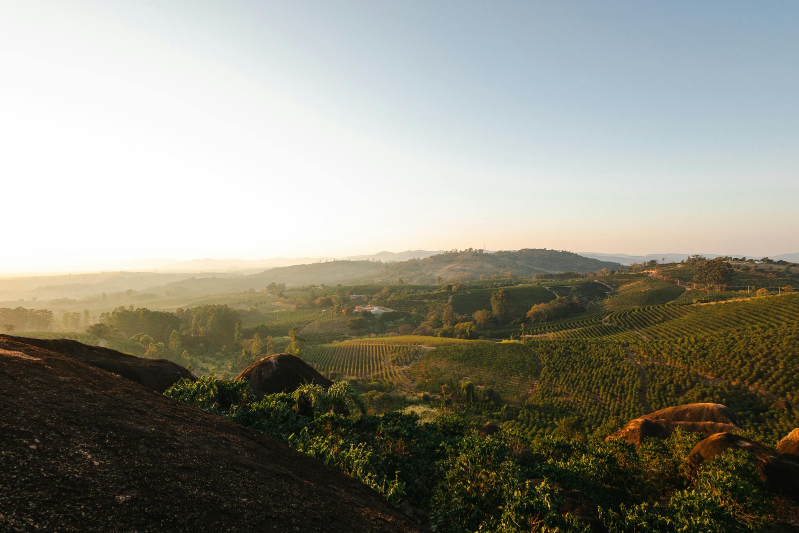Coffee sourcing and green coffee trade visual for the Lhute about page