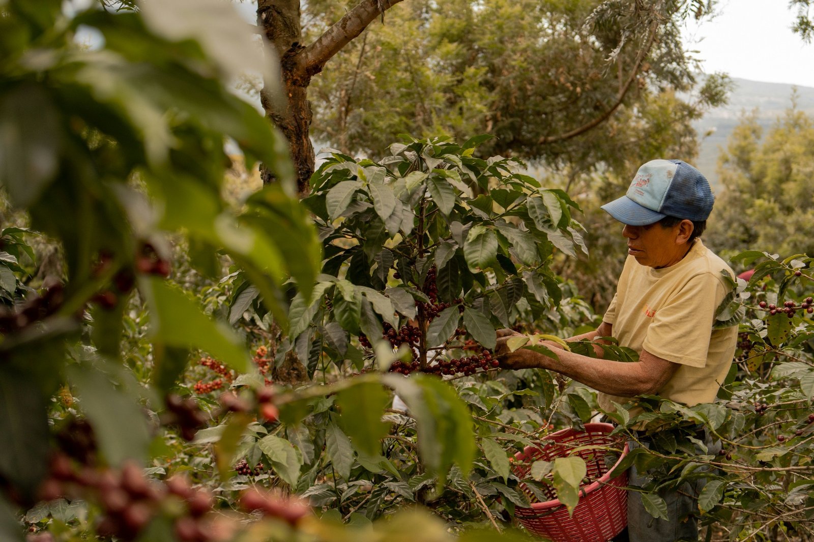 Farmer harvesting coffee cherries