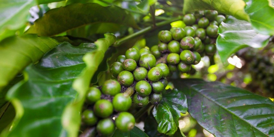 Coffee farm landscape