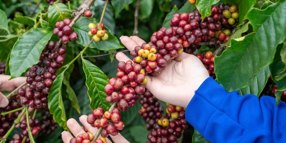 Coffee farm landscape
